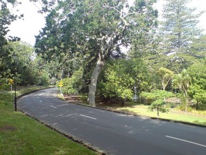 Domain Road