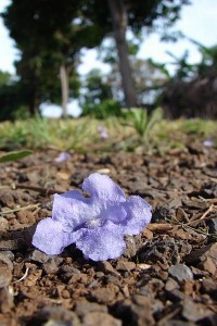Fallen Jacaranda Flower