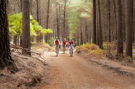 The Rabbit Island cycle trail running through forest