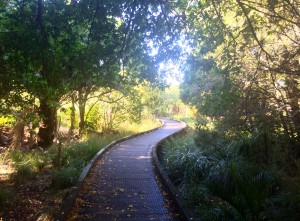 A shortcut via Fairyland. (Actually, the Roy Clements Treeway in Mt Albert. Same diff)