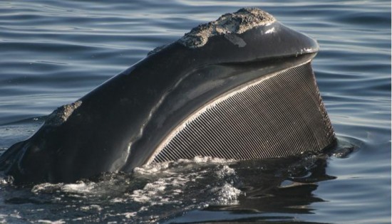 A right whale's baleen plates. Pic: M Weinrich, via Smithsonian Institute. 