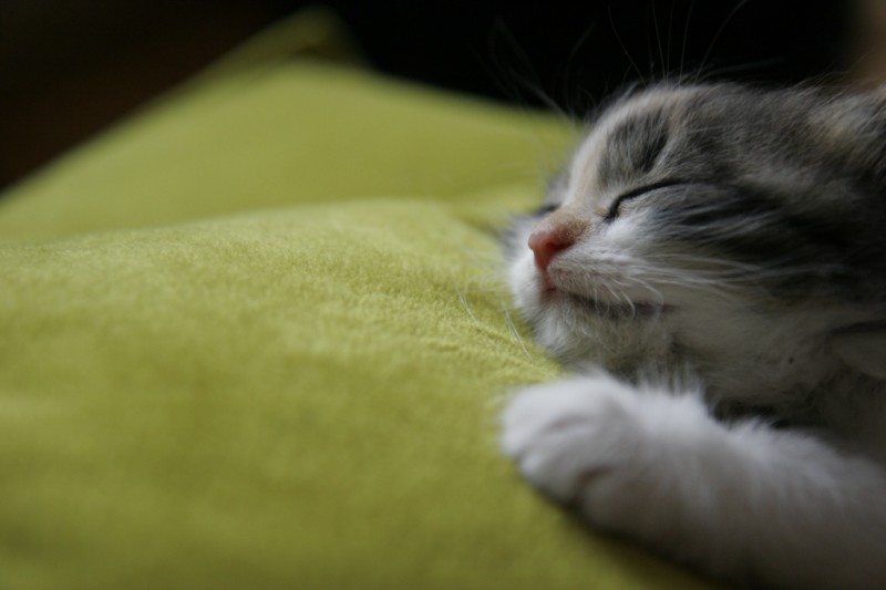 This time, the kitten is us, and the blanket is all your lovely feedback. Pic via Flickr