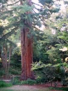 Eastwoodhill redwood setback