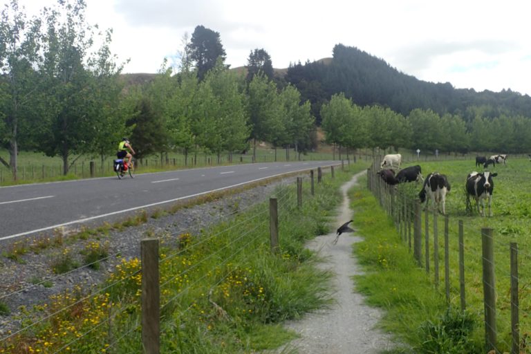 Cows alongside the cycle track