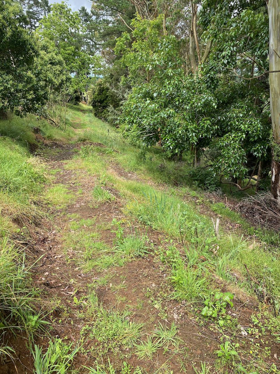 Photo of  Belmont Rise after clearing a paper road